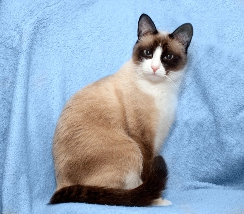 Snowshoe Cat Vet-Approved Weight, Size & Growth Chart