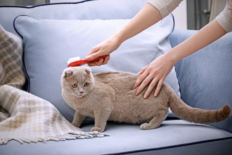 How to Brush a Cat That Doesn't Want to Be Brushed: Vet-Reviewed Step-by-Step Guide