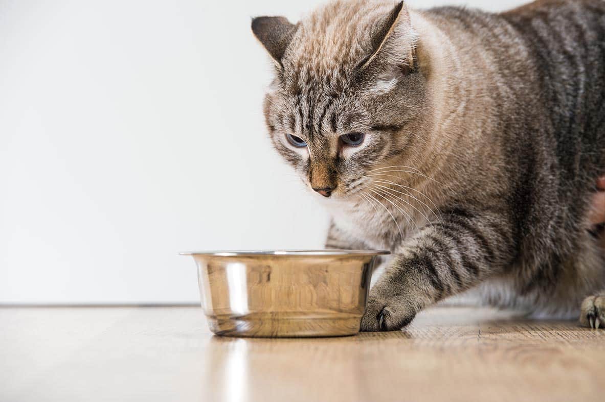 Why Does My Cat Try to Bury Her Food? 3 Vet-Reviewed Reasons for This Behavior