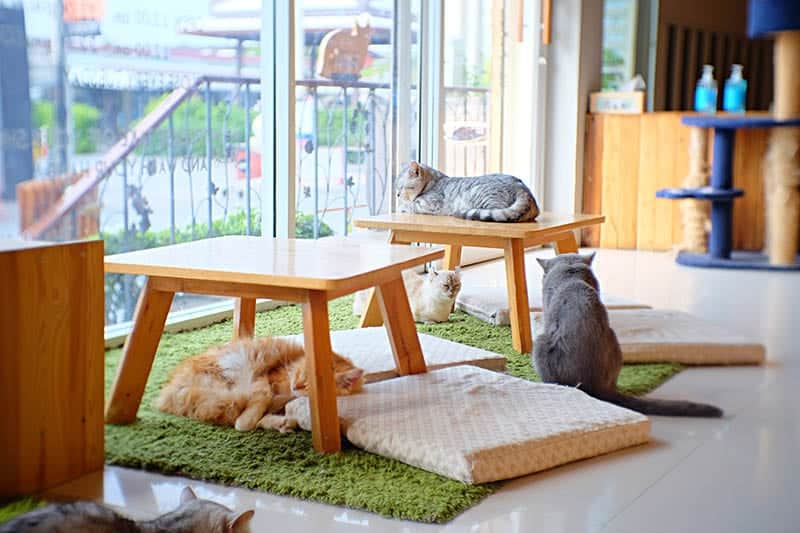 Are Cat Cafés Good or Bad for Cats? Vet Reviewed Guidelines