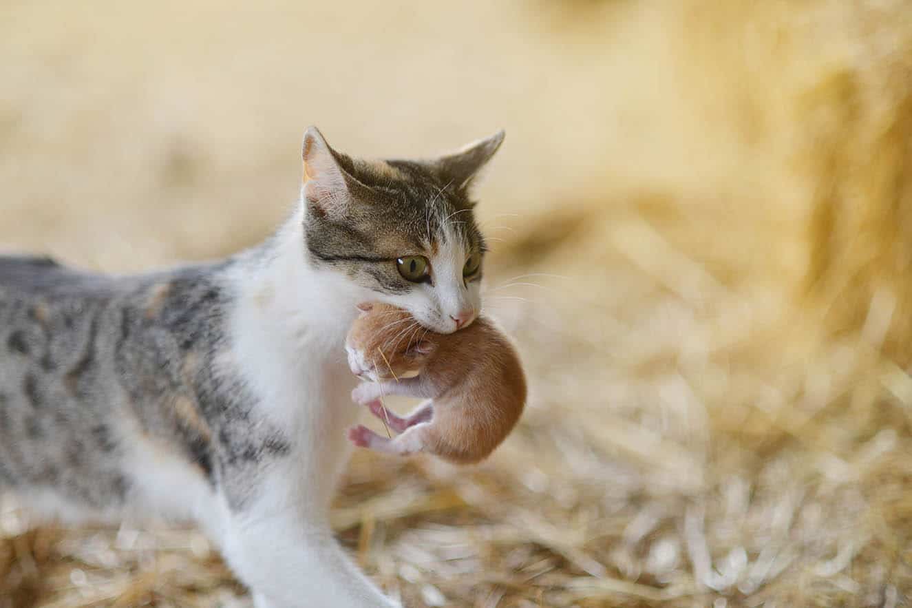 Why Is My Cat Biting Her Kittens? Vet-Approved Reasons & FAQ