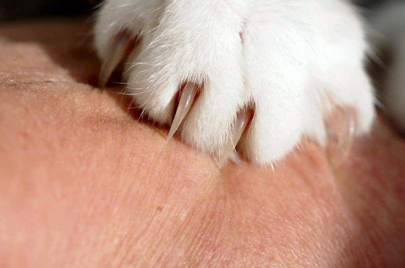 Alternatives to Declawing Your Cat: 8 Humane Options