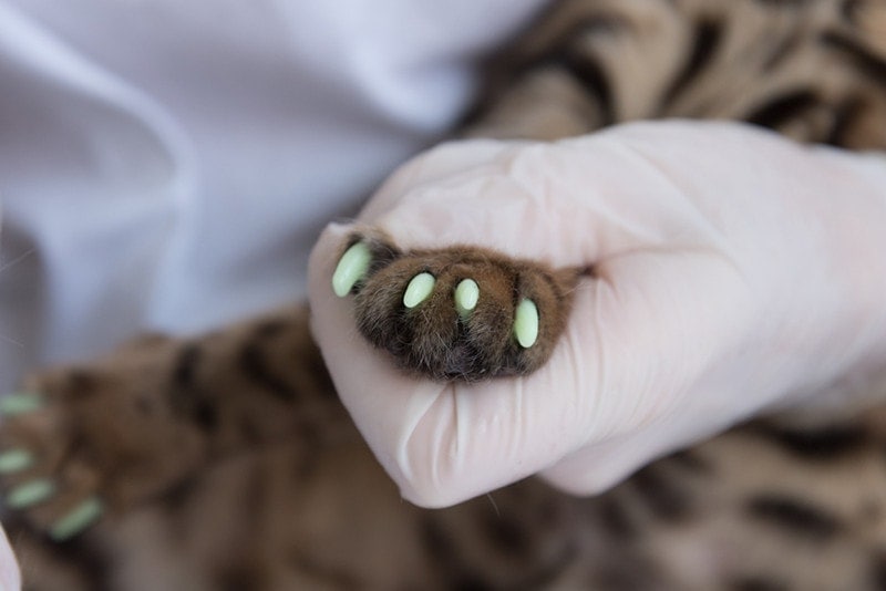 Cat Nail Caps: Our Vet Explains the Ethics, Pros & Cons