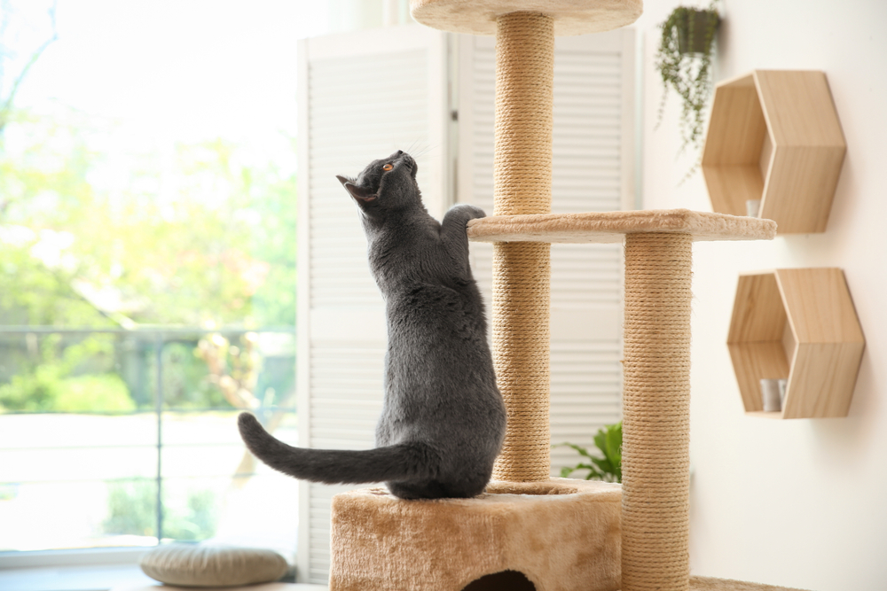 How to Make a DIY Cat Door Climber: 6 Easy & Practical Ideas