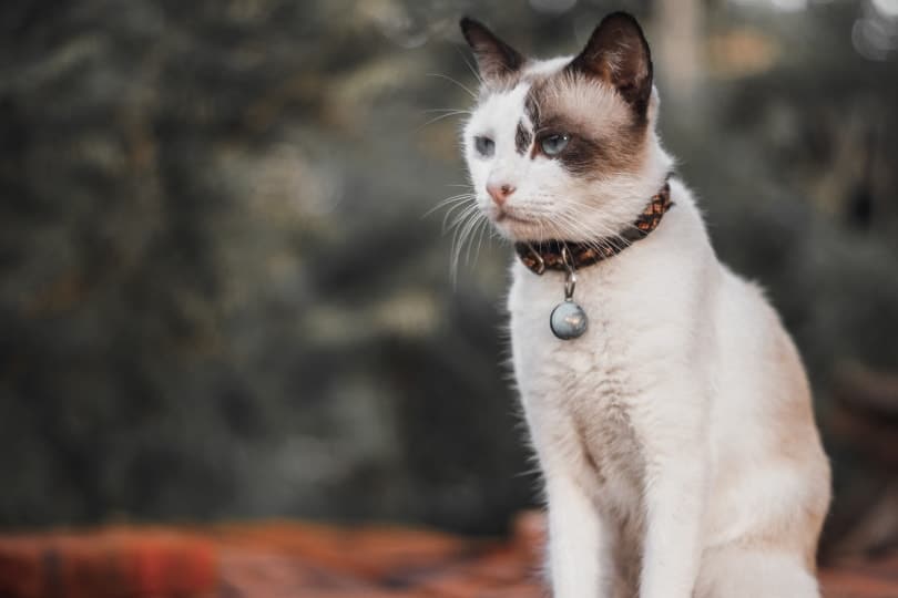 How Tight Should a Cat Collar Be? Vet-Approved Sizing & Tips