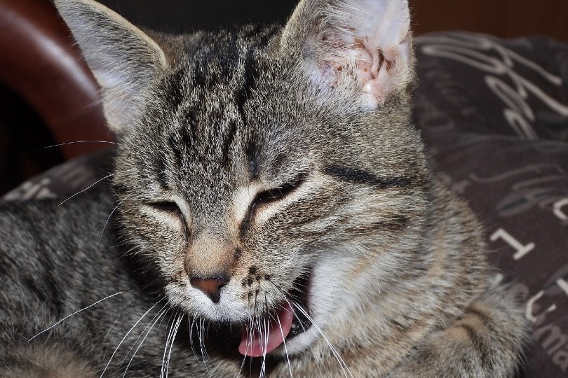 Kennel Cough in Cats: Our Vet Explains Signs, Treatment, Causes & Diagnosis