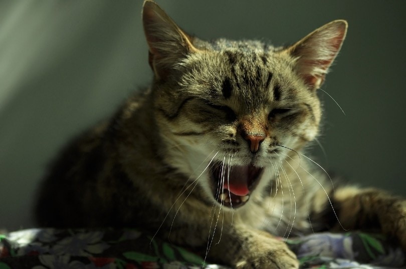 My Cat Coughs After Drinking Water, What Should I Do? Our Vet Answers