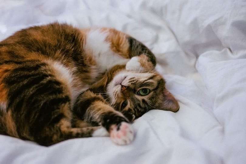 Why Is My Cat So Affectionate in the Morning? Vet-Verified Facts & FAQ