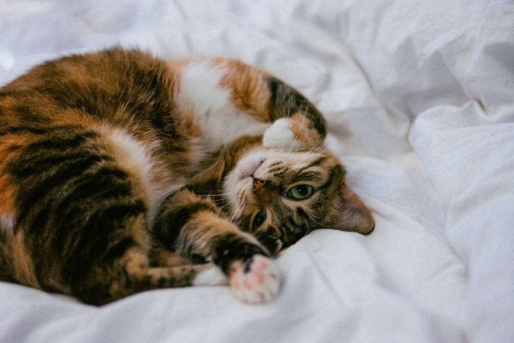 cat curling on bed
