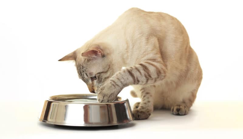 How Much Water Does a Cat Need per Day? Vet-Approved Facts & Health Tips