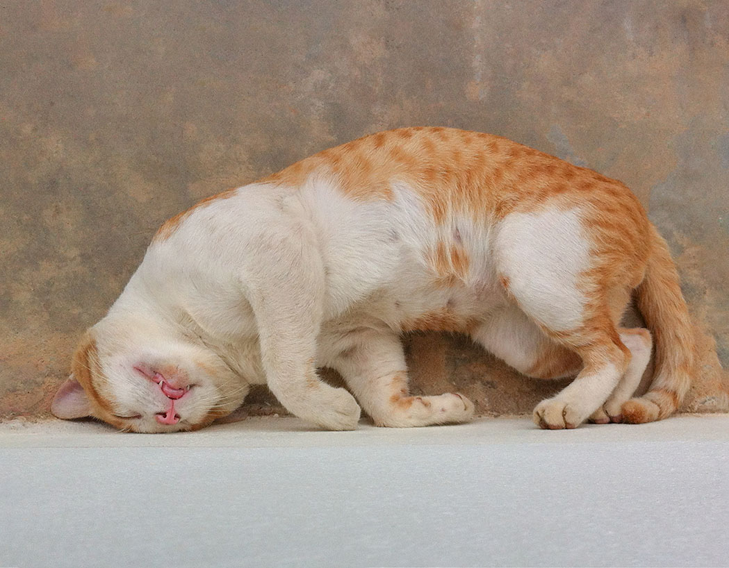 Can Cats Get Dizzy? Vet-Reviewed Science & Facts