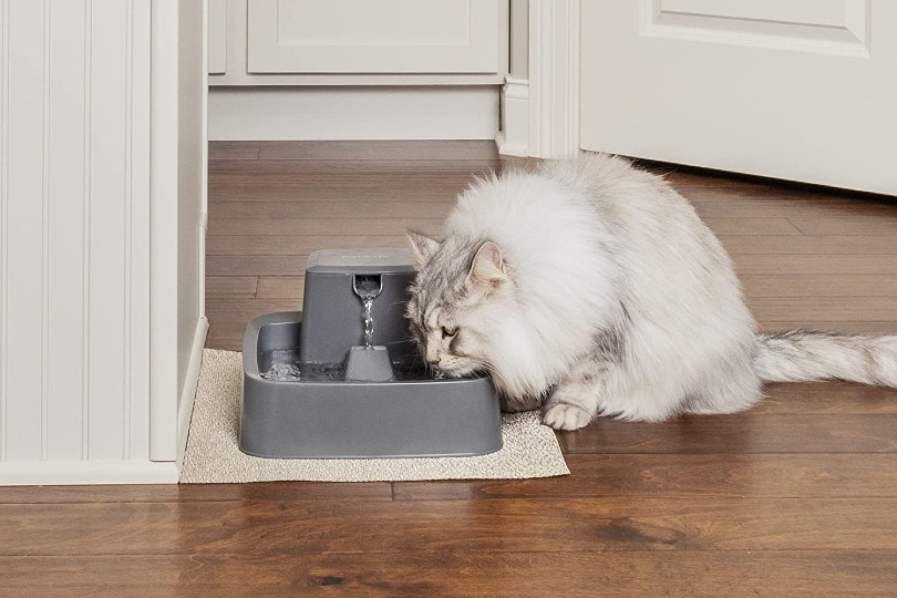 10 Best Cat Water Fountains in Canada in 2026 - Reviews & Top Picks