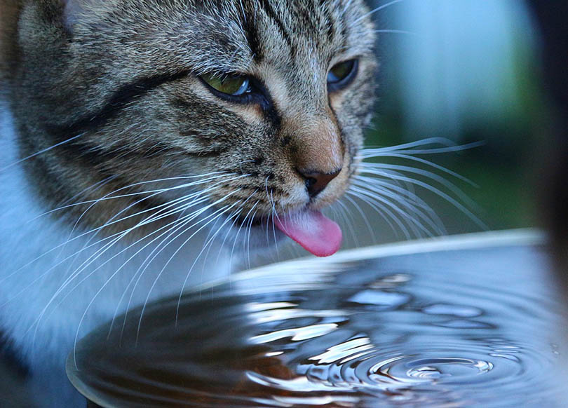 Do Cats Like Cold Water? Our Vet Answers & Explains
