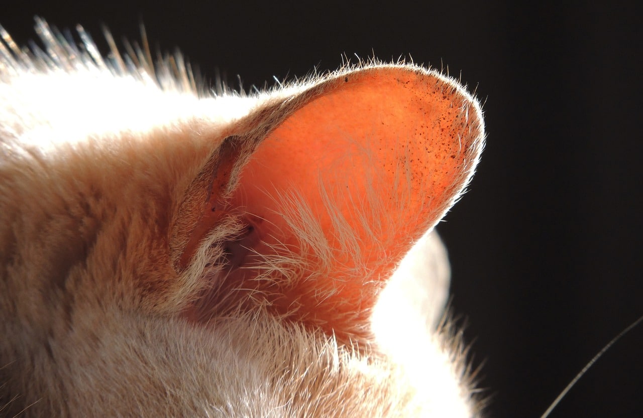 What’s Up With the Cute Fuzz Inside Your Cat’s Ear? Vet-Reviewed Feline Anatomy