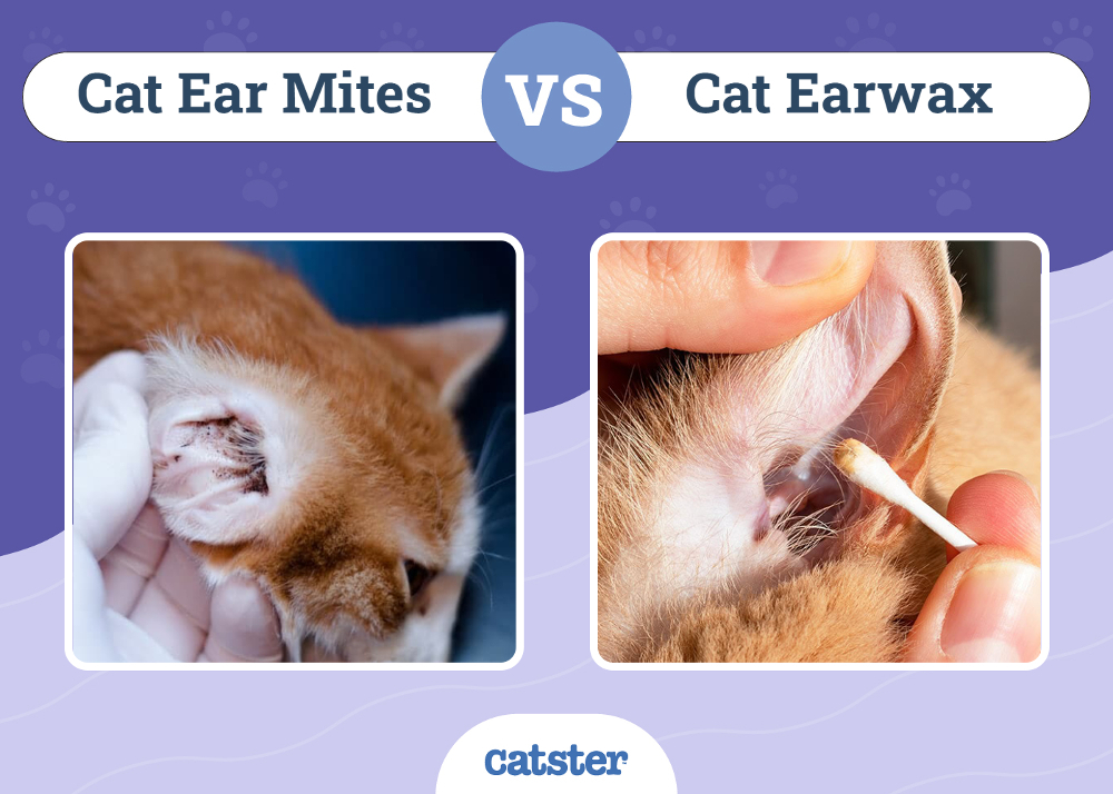 Cat Ear Mites vs Earwax: Vet-Reviewed Ways to Tell the Difference