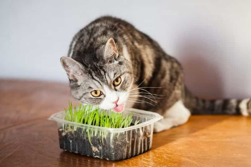 Can Cats Overdose on Catnip? Our Vet Answers