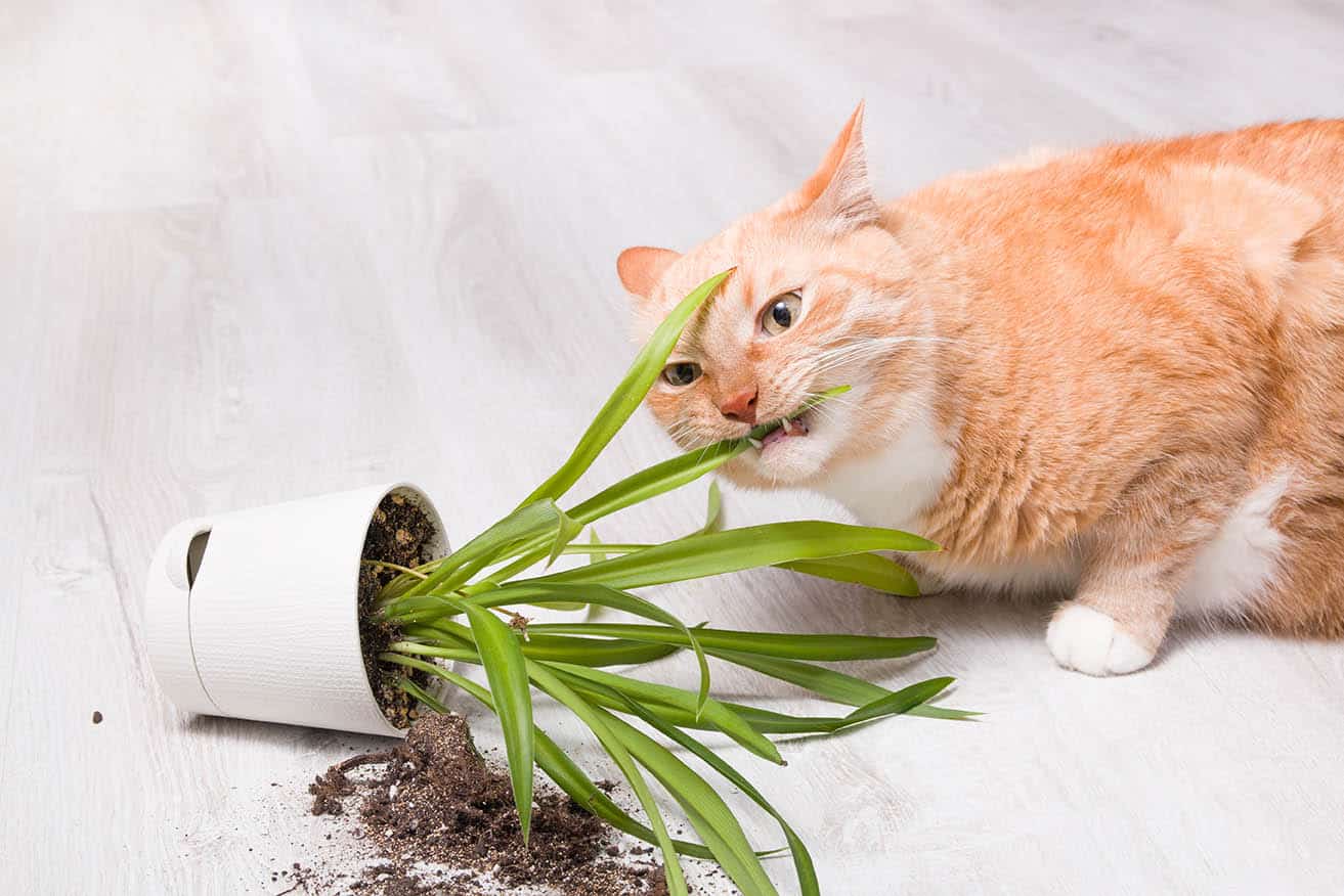 How To Stop Cats From Eating Plants: 8 Vet-Verified Proven Methods