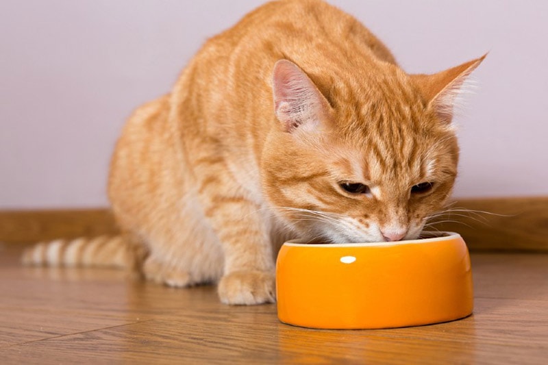 How to Cook Chicken for Cats: 5 Vet-Approved Recipes