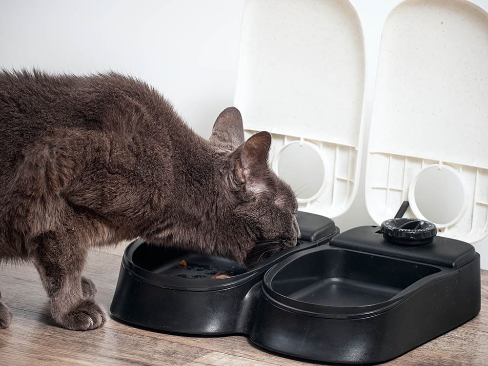8 DIY Free Automatic Cat Feeders You Can Build Today (With Pictures)