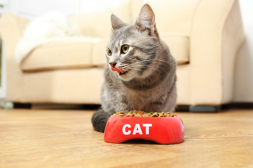 Your Cat Keeps Vomiting After Eating: The 8 Possible Reasons