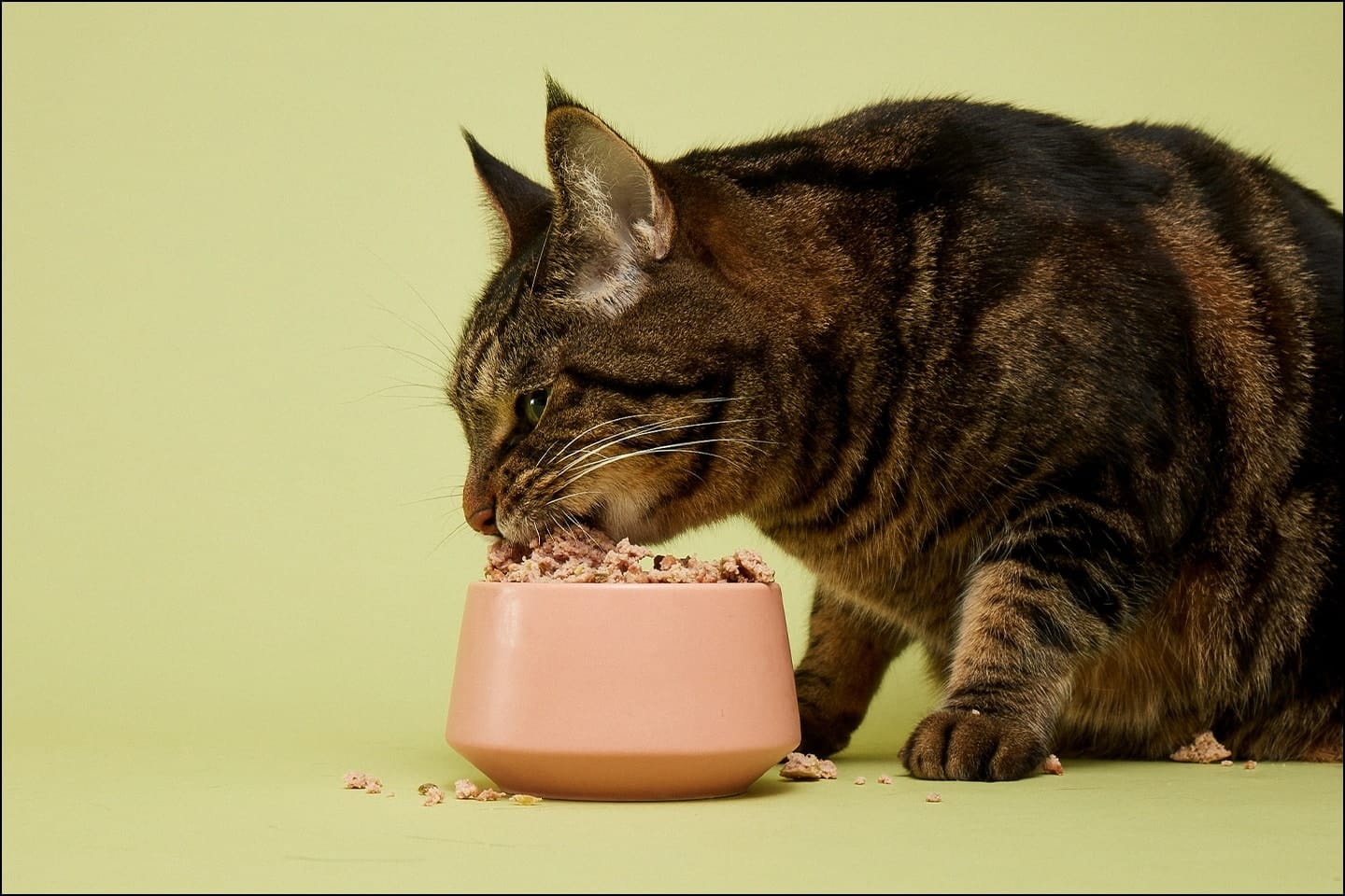 Human-Grade Cat Food: What Does It Mean? Facts & FAQ