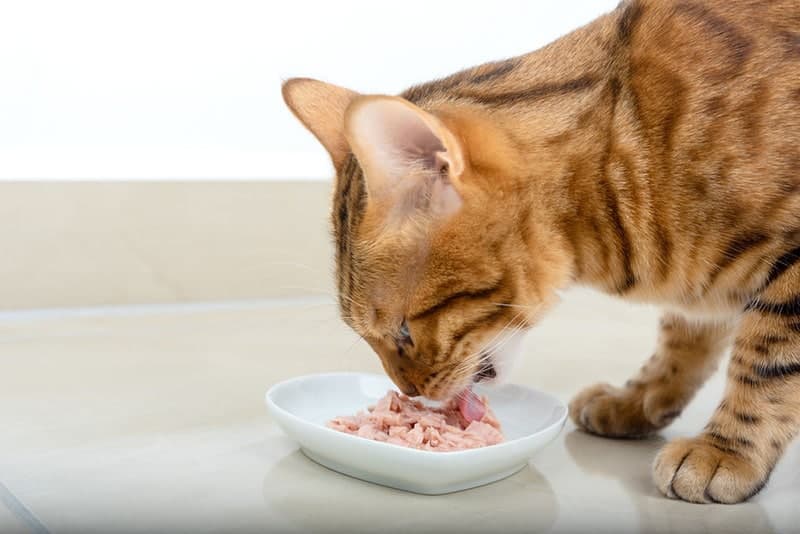 How Much Wet Food Should a Cat Eat? Vet-Approved, Healthy Diet Advice