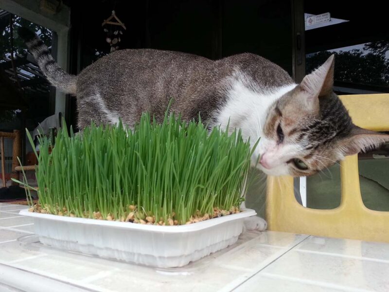 How to Grow Cat Grass Without Soil: Step-by-Step Guide