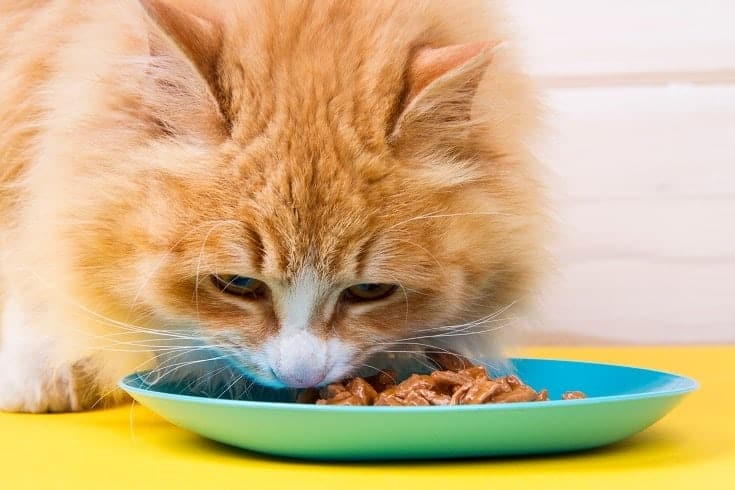 10 Best Cat Foods for Picky Cats in Canada in 2026: Reviews & Top Picks