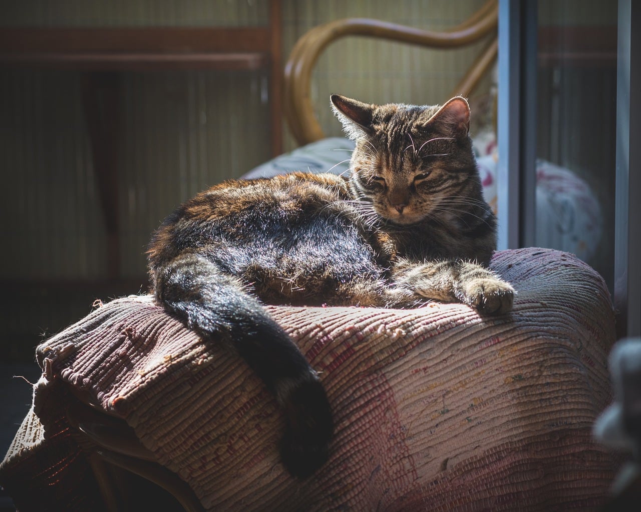 Why Do Cats Like Warm Things So Much? 6 Vet-Reviewed Reasons