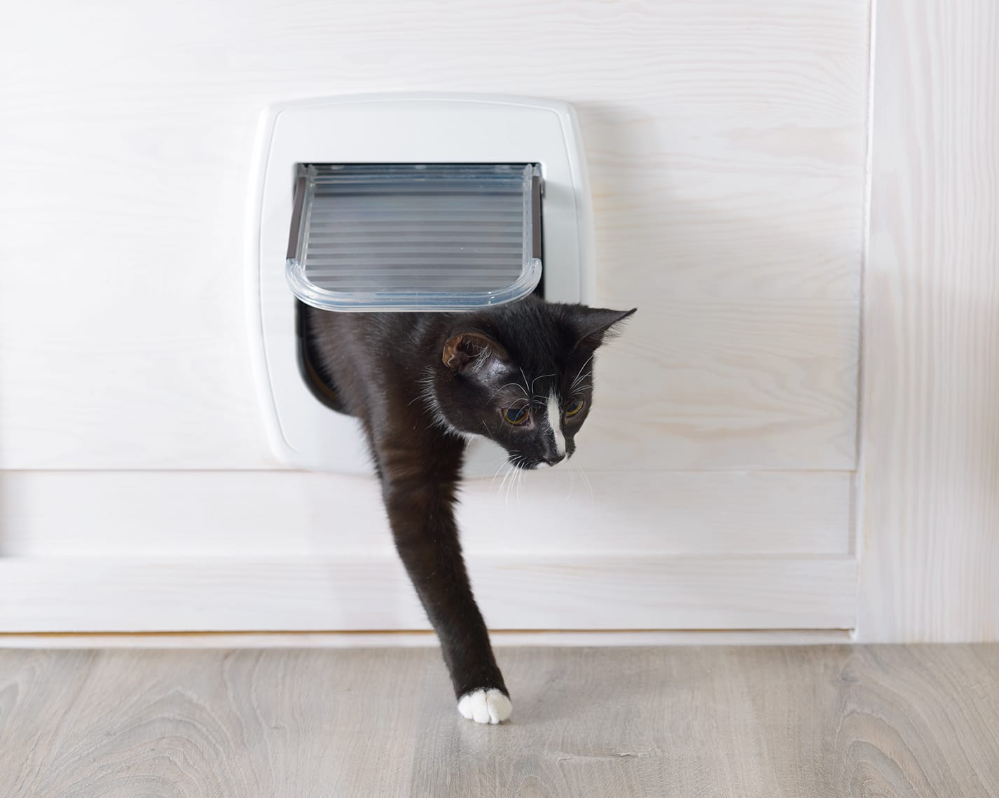 14 Free DIY Cat Door Ideas (With Pictures)