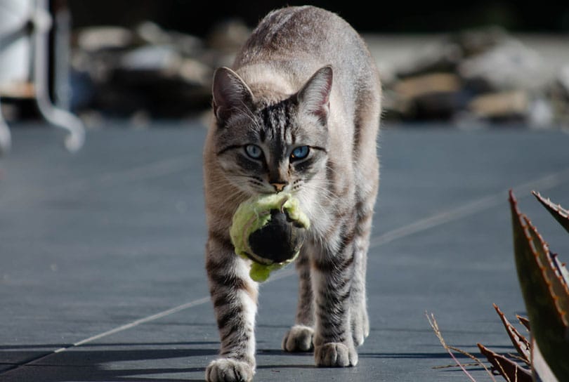 How to Teach a Cat to Fetch: 8 Vet-Reviewed Steps