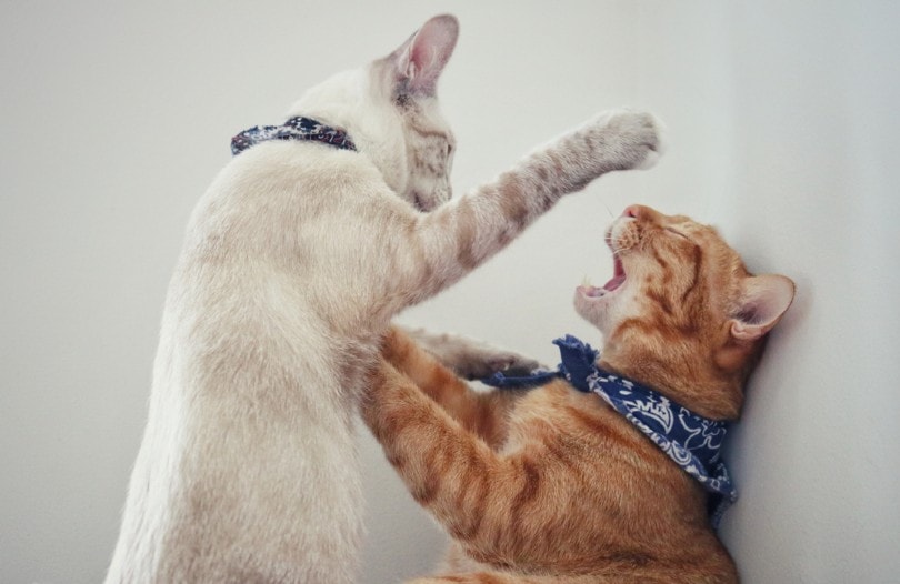 Is It Normal For Well-Adjusted Cats To Get Into Fights? Vet-Verified Reasons & Solutions