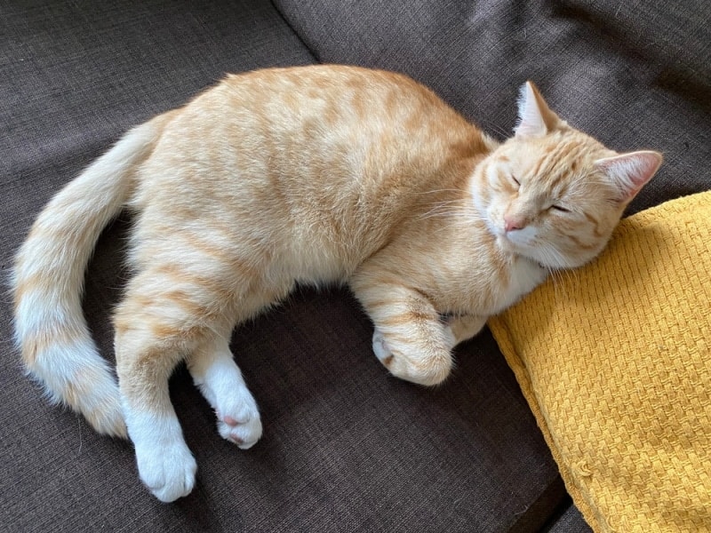 7 Safe Exercises for Cats With Arthritis: Vet-Approved Advice