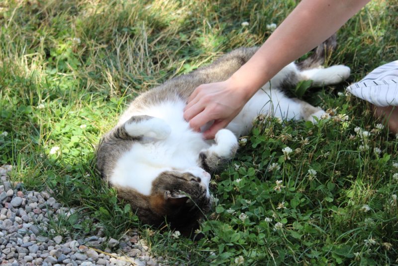 cat getting a belly rub outside