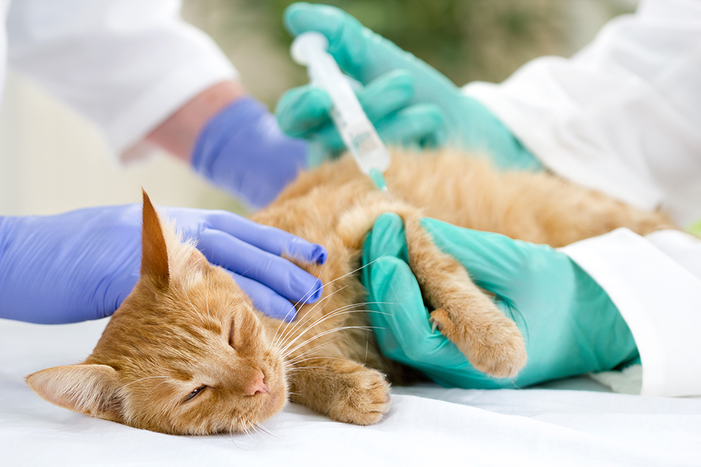 cat getting vaccinated
