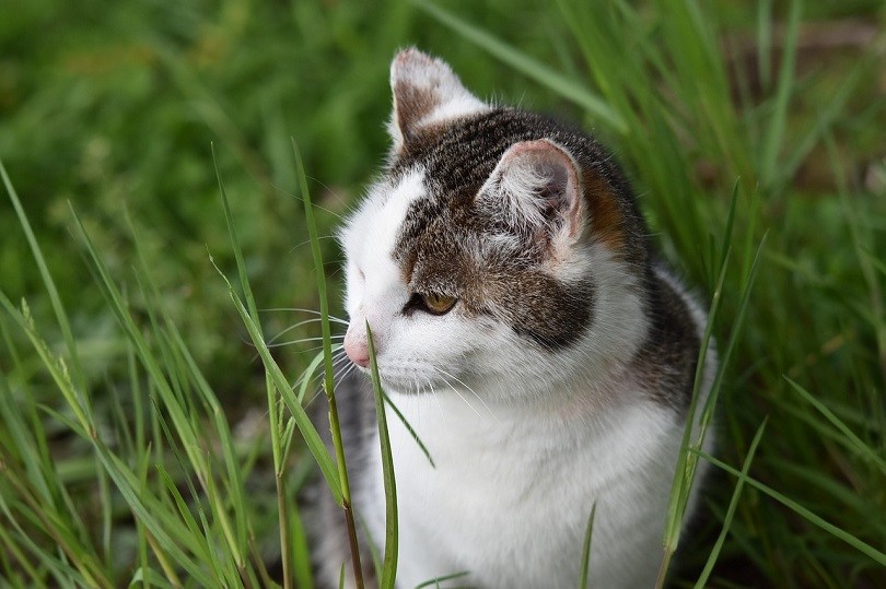 9 Best Cat Grass in 2026 - Reviews & Top Picks