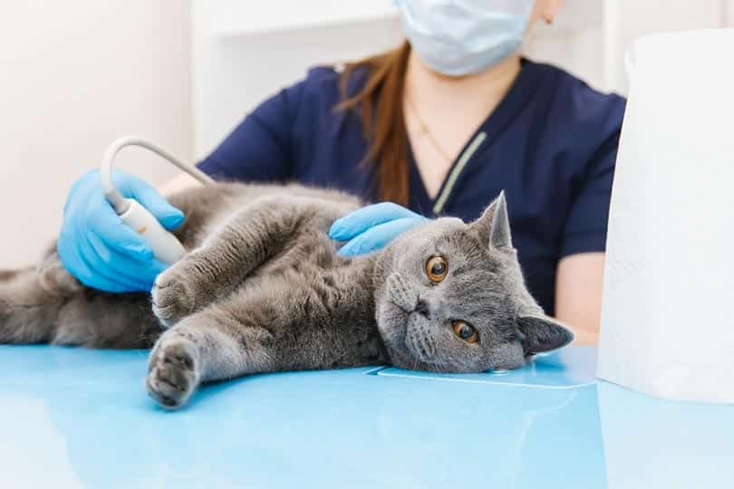 What’s the Price of an Ultrasound for a Cat? 2026 Guide