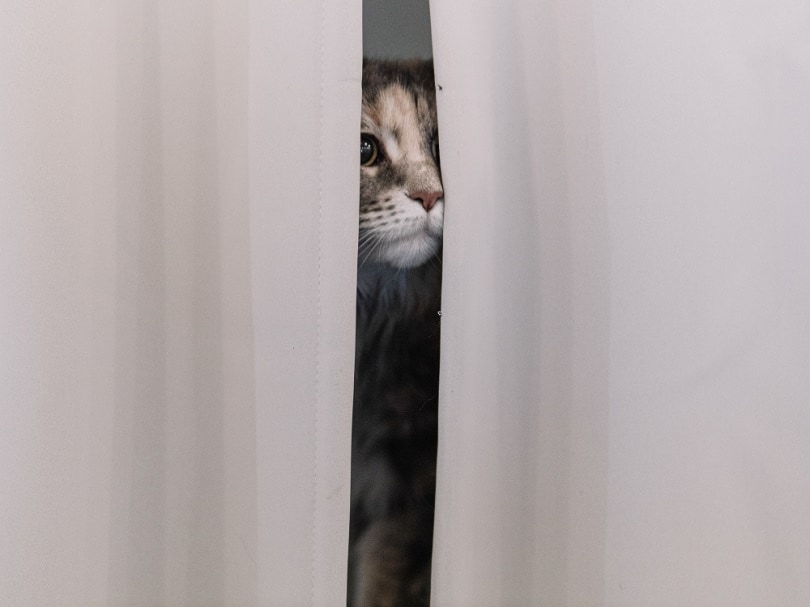 Why Is My Cat Scared of Strangers? 5 Possible Causes & Solutions (Vet-Reviewed)