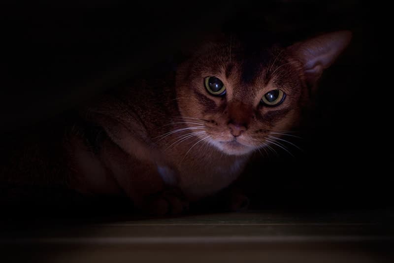 Why Do Cats Like Hiding in Dark Places? 5 Vet-Reviewed Reasons