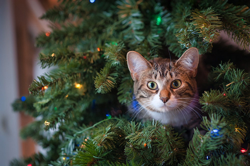 36 Christmas Cat Memes: Celebrate With These Funny Felines