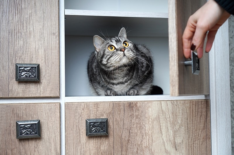 How to Get a Scared Cat Out of Hiding: 5 Vet-Approved Tricks