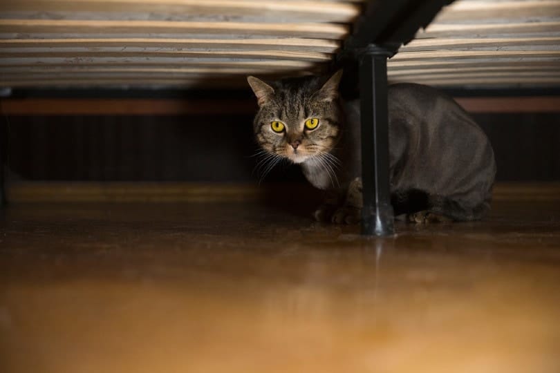 Why Your Cat Is Hiding Under the Bed: 9 Vet-Reviewed Reasons & Tips