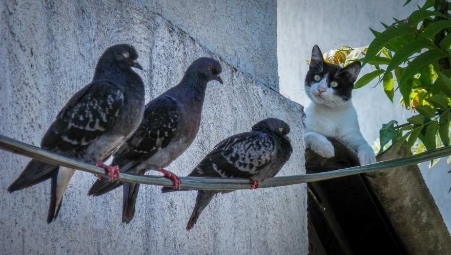 How Do Cats Hunt Birds? Everything You Need to Know!
