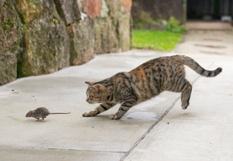 Do Cats Really Play With Their Prey Before Killing Them? Vet-Approved Behavior Explanation