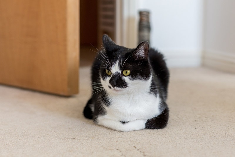 Decoding The Cat Loaf: What It Means and When to Worry