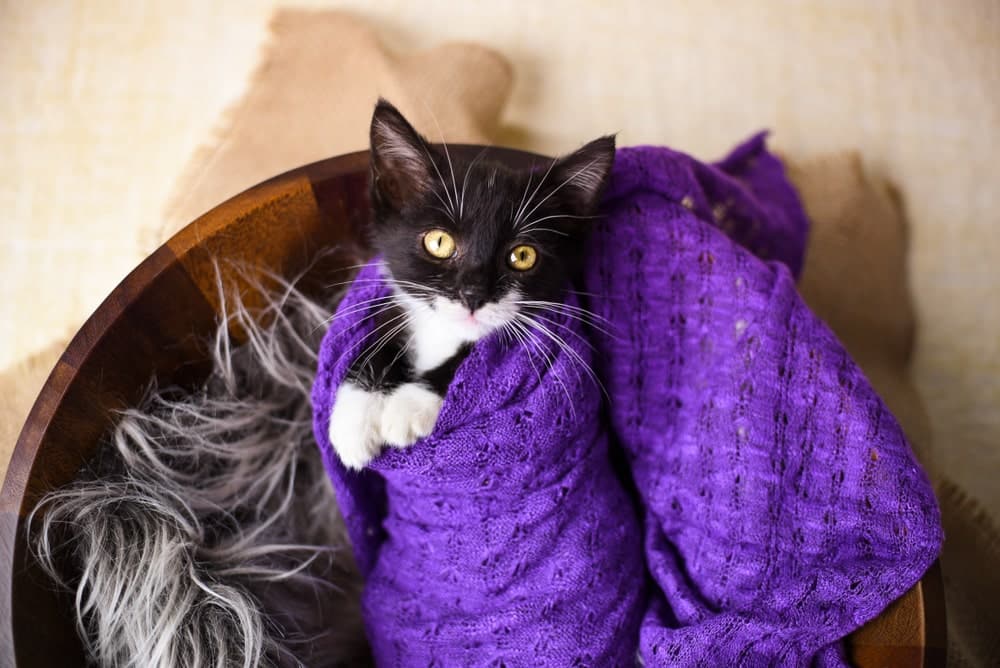 The Best & Worst Fabrics for Repelling Cat Fur (With Pictures)