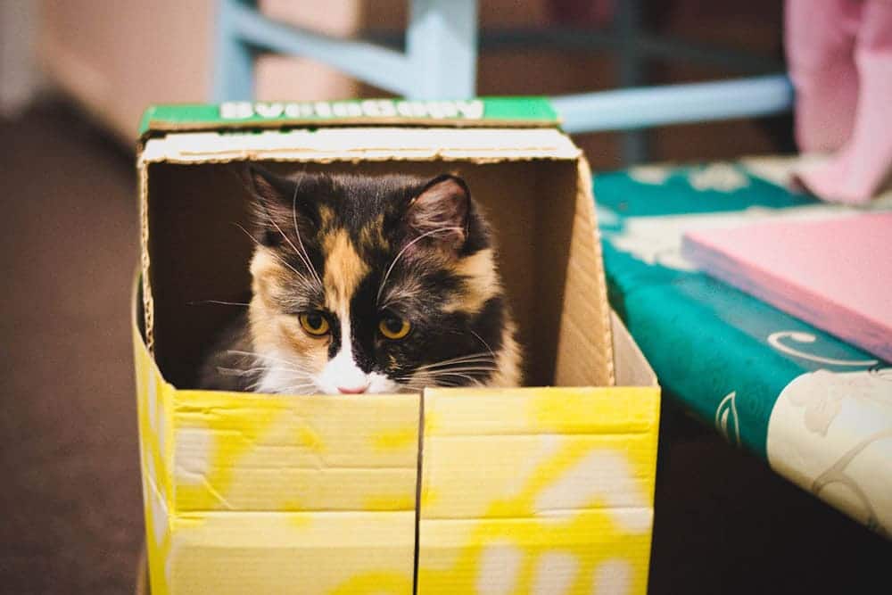 5 Free DIY Cat Hiding Places You Can Create at Home (With Pictures)