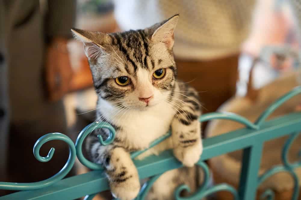 5 Free DIY Cat Gate & Barrier Plans You Can Make Today