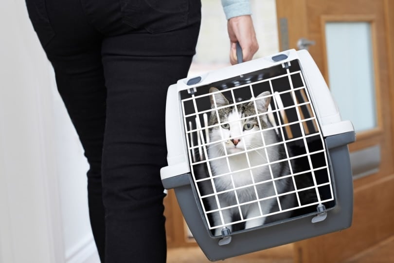 How Long Can My Cat Stay in Their Crate? Vet Reviewed Safety Guide