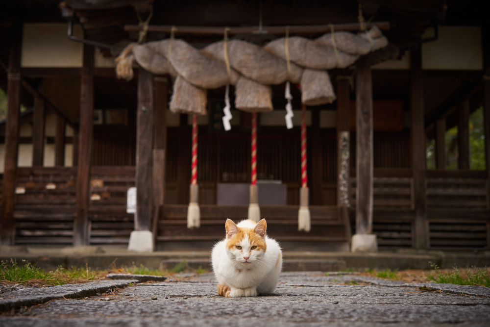 National Cat Day in Japan 2026: How & When Is It Celebrated?